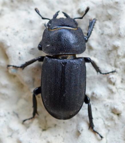 Réf. 284 517 : Dorcus parallelipipedus